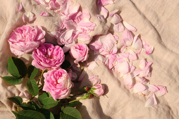 Obraz na płótnie Canvas Beautiful tea roses and petals on beige fabric, above view