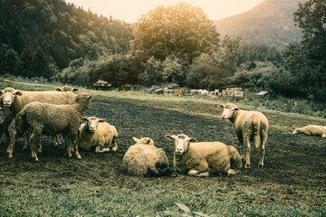 Flock of sheep grazing on the green meadow.High quality photo.