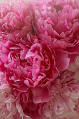 Closeup view of beautiful pink peony bouquet