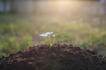 Beautiful young seedling growing in ground outdoors