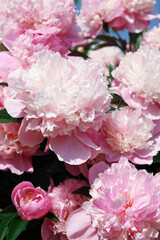 Wonderful blooming pink peonies in garden, closeup