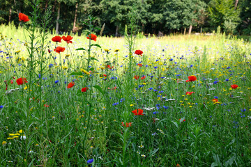 Beautiful green meadow with blooming wild flowers