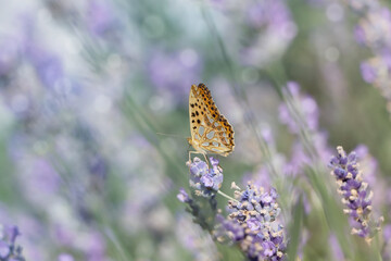 Beautiful butterfly in lavender field on summer day, closeup