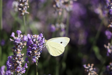 Beautiful butterfly in lavender field on sunny day, closeup