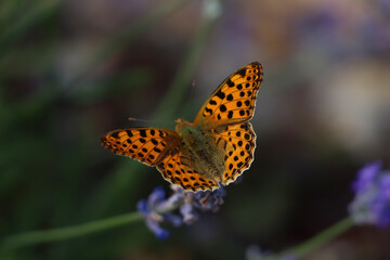 Beautiful butterfly in lavender field on summer day, closeup