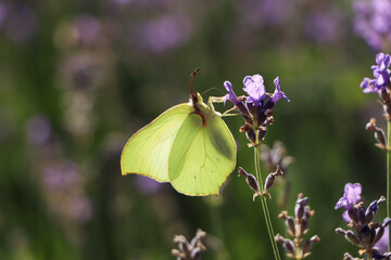 Beautiful butterfly in lavender field on summer day, closeup