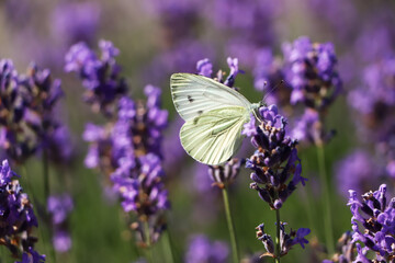 Beautiful butterfly in lavender field on summer day, closeup