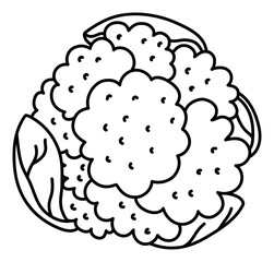 Cauliflower. Vegetable sketch. Thin simple outline icon. Black contour line doodle hand drawn illustration