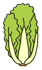Chinese cabbage. Vegetable sketch. Color simple icon. Hand drawn doodle illustration