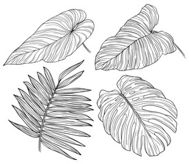 Tropical leaves isolated on white. Hand drawn png illustration.