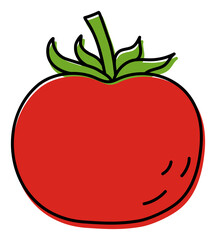 Tomato. Vegetable sketch. Color simple icon. Hand drawn doodle illustration