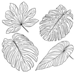 Tropical leaves isolated on white. Hand drawn png illustration.