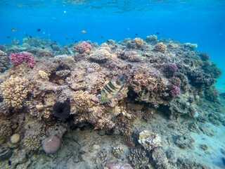 Naklejka na ściany i meble Big Broomtail wrasse (Cheilinus lunulatus) at coral reef..