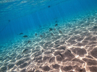 Shoal of Sargos or White Seabream swimming at the coral reef in the Red Sea, Egypt..