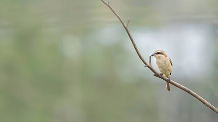 brown shrike (Lanius cristatus) perched on a tree