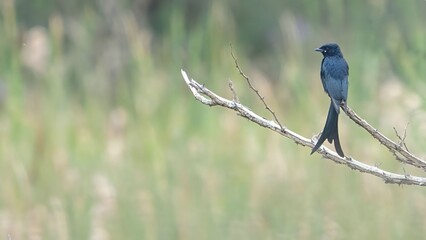 black drongo (Dicrurus macrocercus)