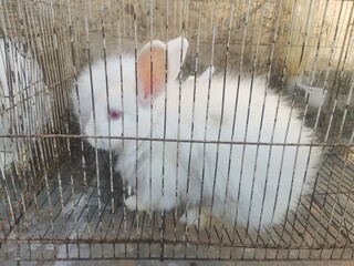 white rabbit in a cage