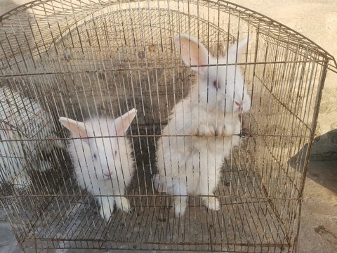 rabbit in a cage
