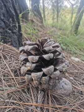 group of mushrooms