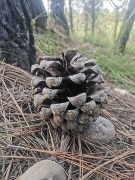 Pine tree seeds