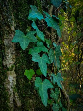 Vertical shot of green leaves on a tree