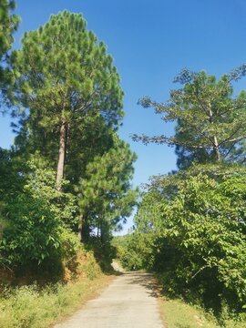 Road in the forest
