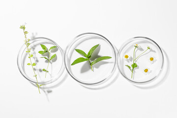 Petri dishes with different plants on white background, flat lay