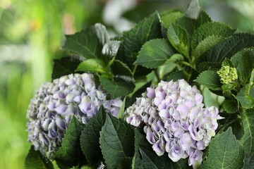 Beautiful hortensia plant with light flowers outdoors, closeup