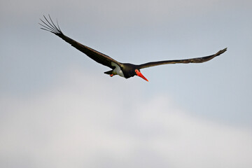 Black Stork // Schwarzstorch (Ciconia nigra)