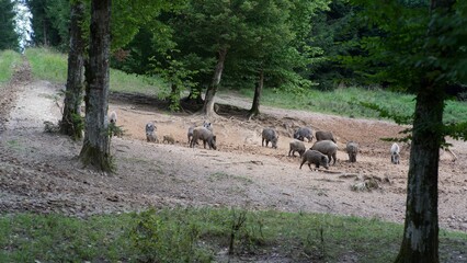 Lots of boars in a wallow in Bavar