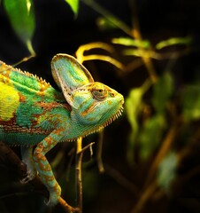 Selective focus shot of veiled chameleon (chamaeleo calyptratus)