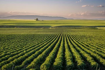 Zelfklevend Fotobehang Beautiful shot of rows of green agricultural plants on a farm field © Chad Roberts/Wirestock Creators