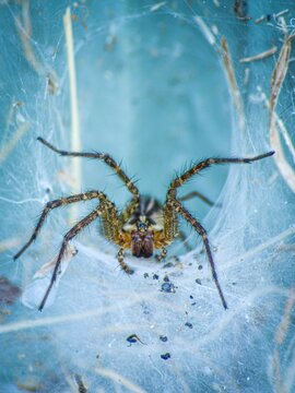 Macro shot of barn funnel weaver (tegenaria domestica)