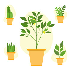 Set of interior house plants on white background. Cartoon potted green plants flowers collection. Different home indoor green decor illustration for decoration. Vector illustration. 