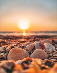 Fototapeta premium Vertical shot of beautiful seashells near the sea at sunset