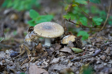 Young mushroom flies and yellow leaves in the background.
