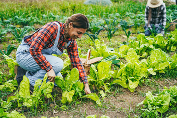 Latin farmer woman working while picking up lettuce plant - Farm life and harvest concept
