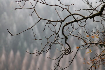 Fototapeta na wymiar branch in the winter