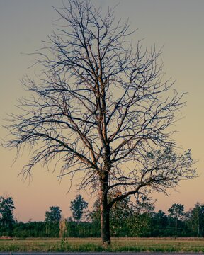 Vertical shot of a bare tree in a park