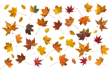 Isolated autumn leaves