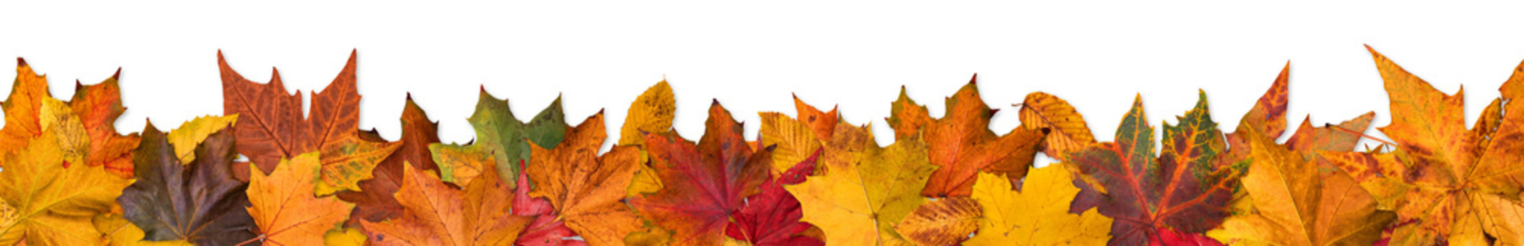 Autumn leaves border
