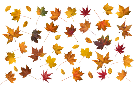 Isolated autumn leaves