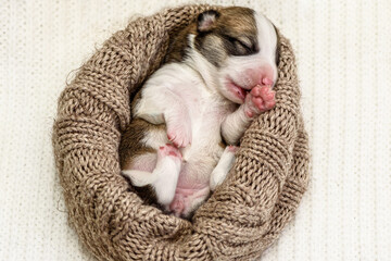 Cute newborn Pembroke Welsh Corgi puppy sleeps in small knitted dog bed put on white blanket. Blind...