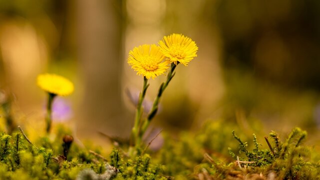 Closeup shot of blooming yellow flowers
