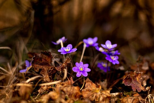 Closeup shot of blooming purple flowers