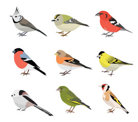 Set of winter songbirds isolated on white background. Vector illustration
