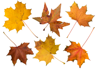 Isolated autumn leaves