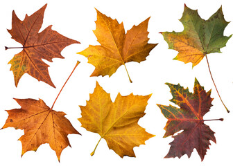 Naklejka na ściany i meble Isolated autumn leaves