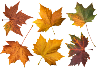 Isolated autumn leaves