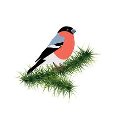 Bullfinch on branch of spruce tree isolated on white background. Vector illustration